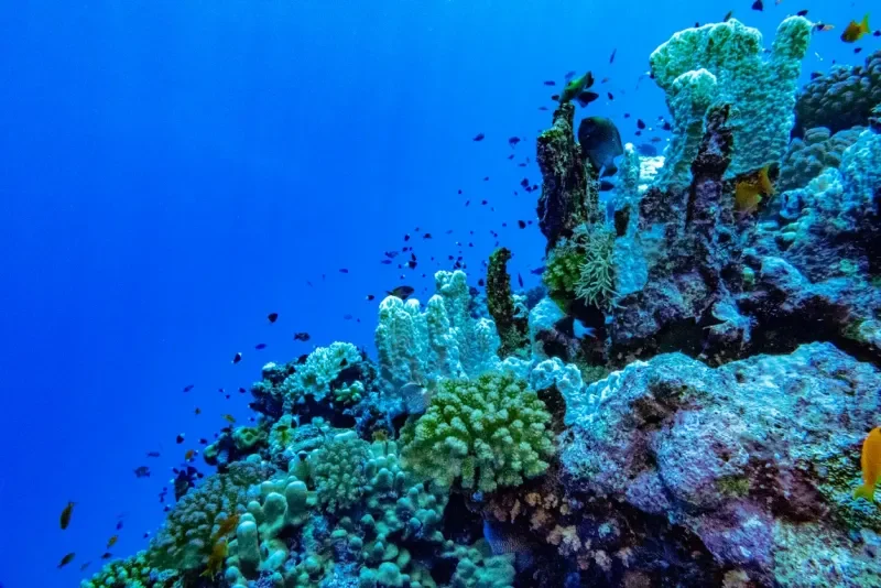 Saudi Arabia Trip Package: AlUla, Tabuk & Red Sea Escape